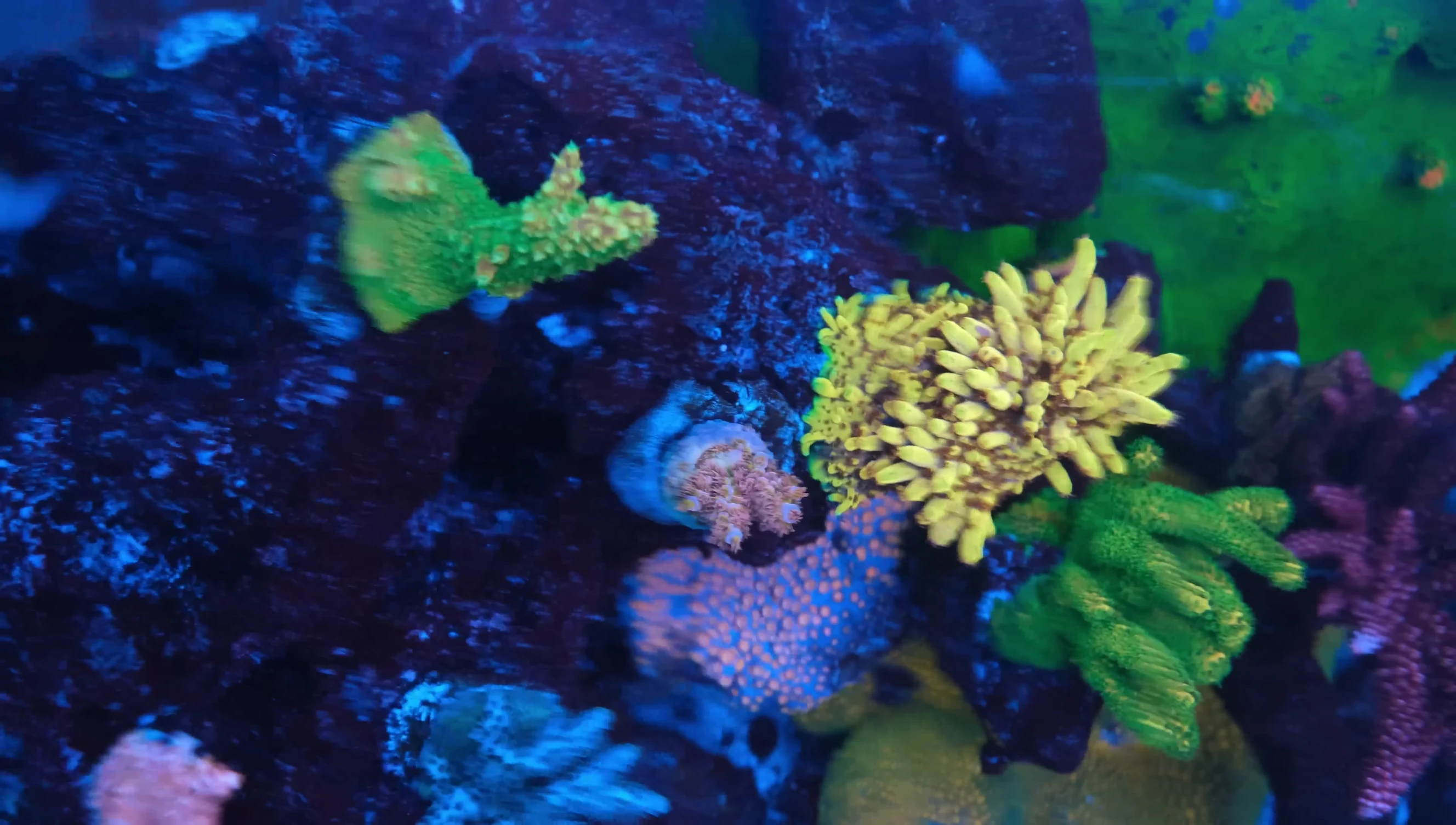 The Montipora paolinensis showcasing its bright blue polyps