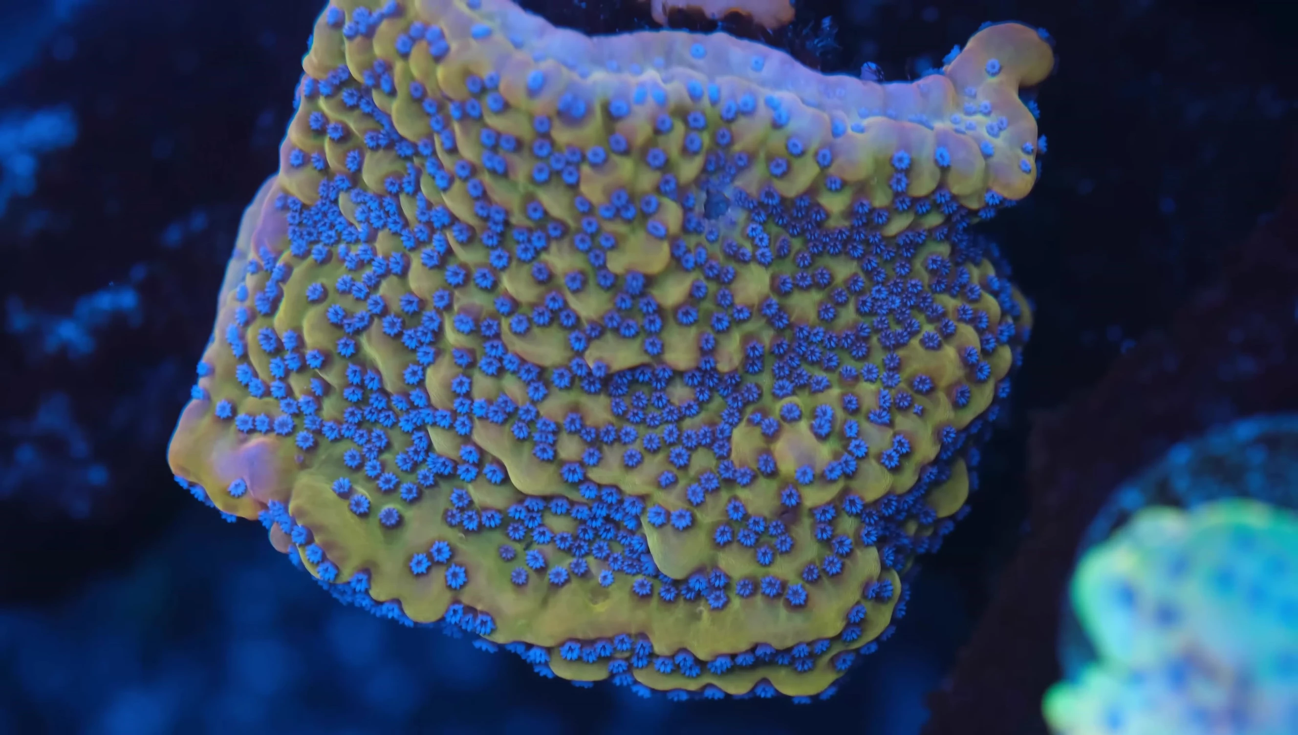The Montipora paolinensis in the reef tank