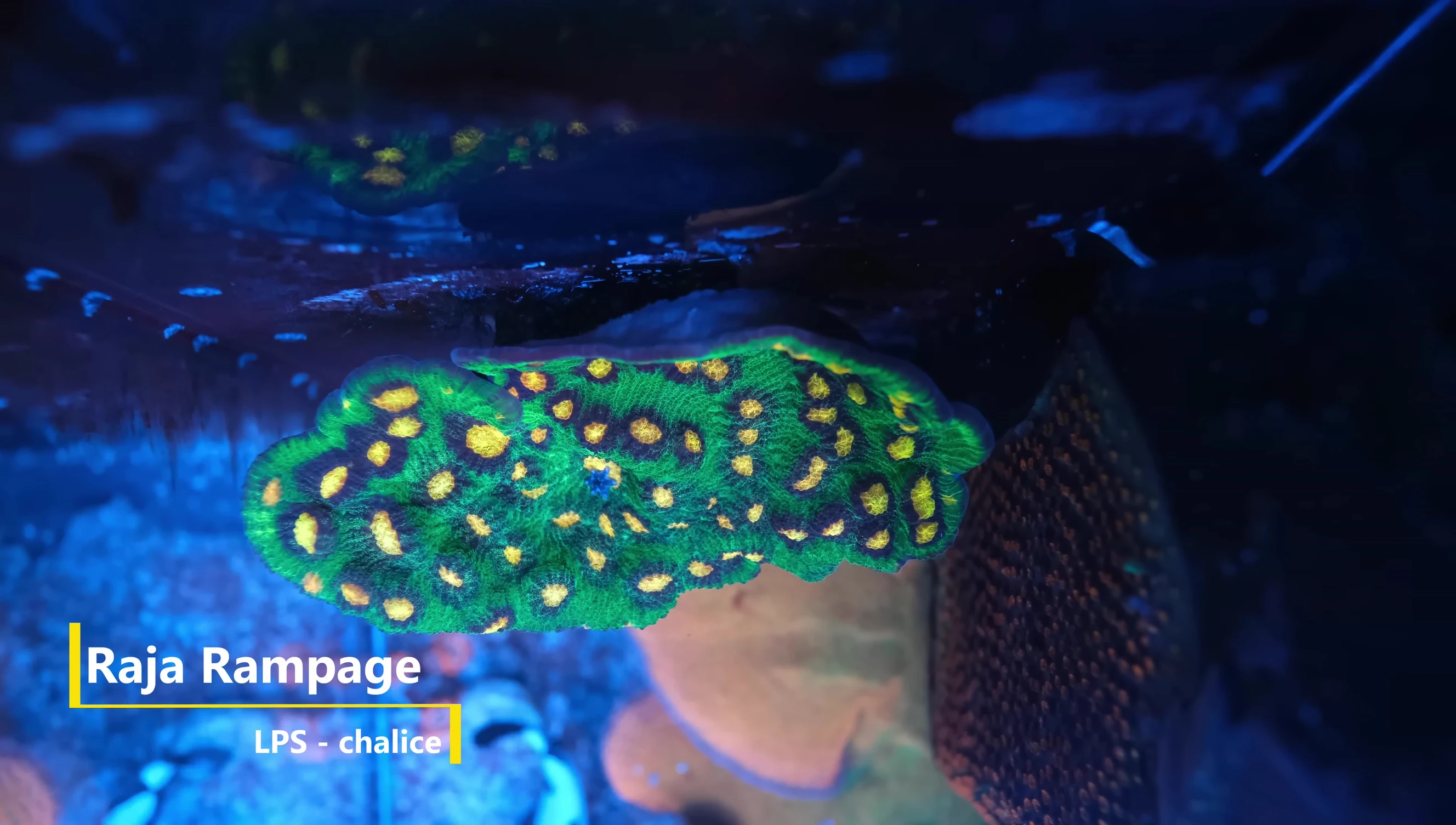 The Raja Rampage Chalice in the reef tank, showing its size and placement