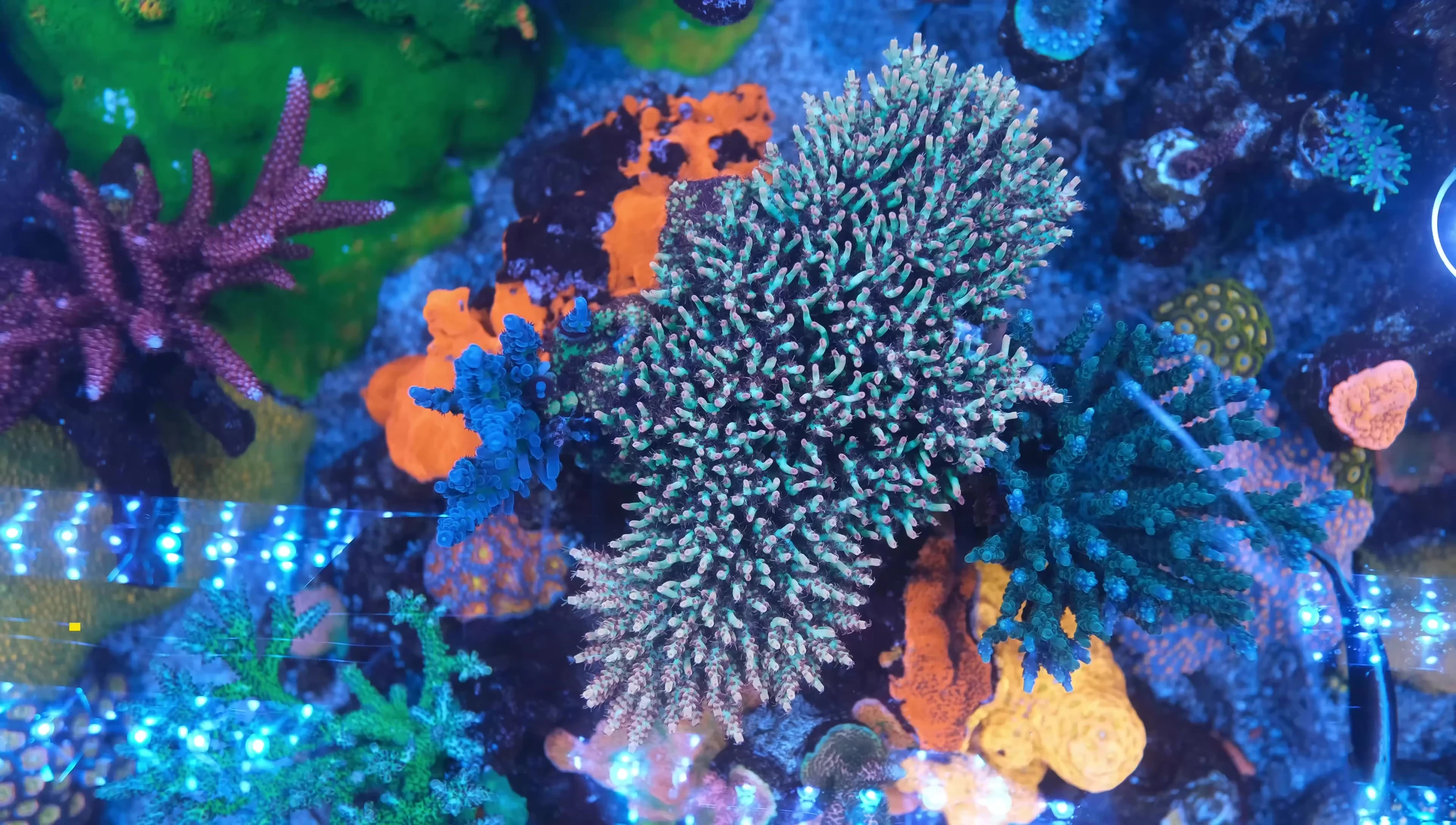 The Strawberry Shortcake Acropora in its current, vibrant state