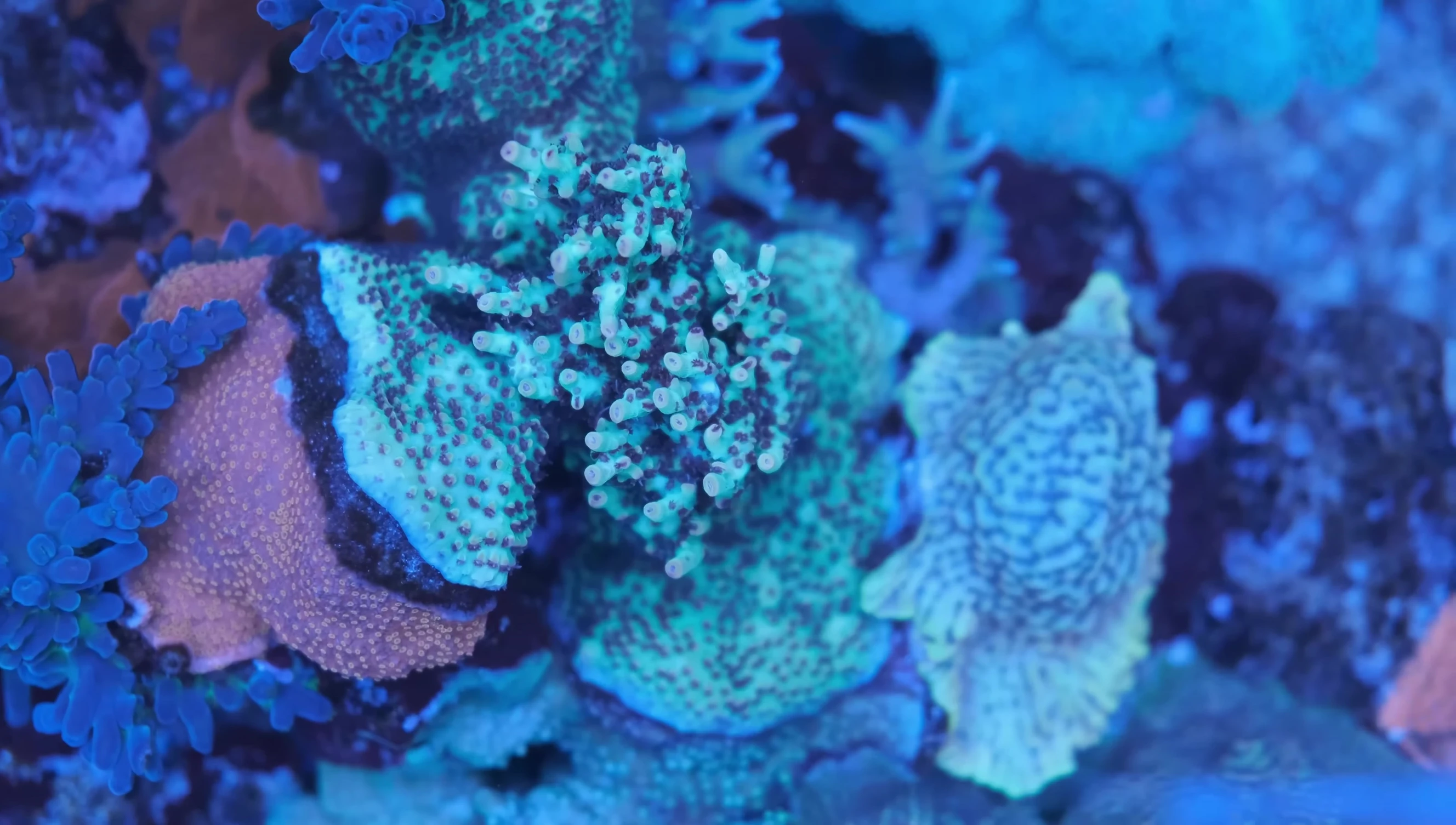 The Strawberry Shortcake Acropora's appearance two years prior