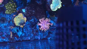 Top 8 Favorite Corals: A Reef Tanker's Ultimate Guide