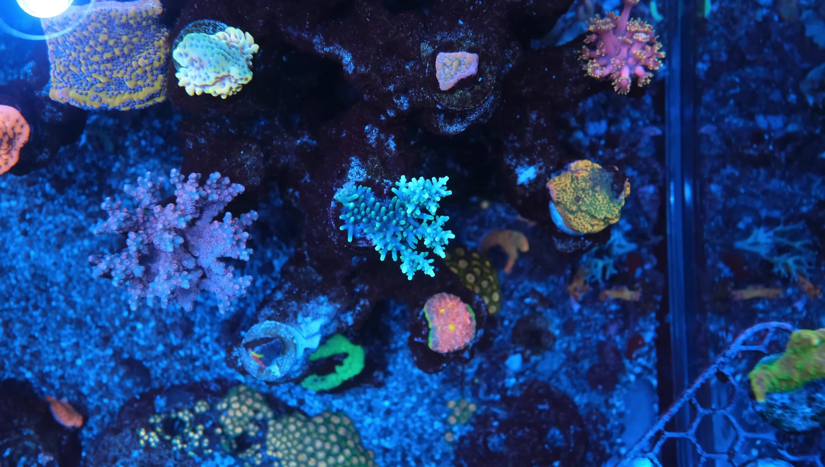 A frag of the Pac-Man Hurlock Acropora showing signs of recovery and growth