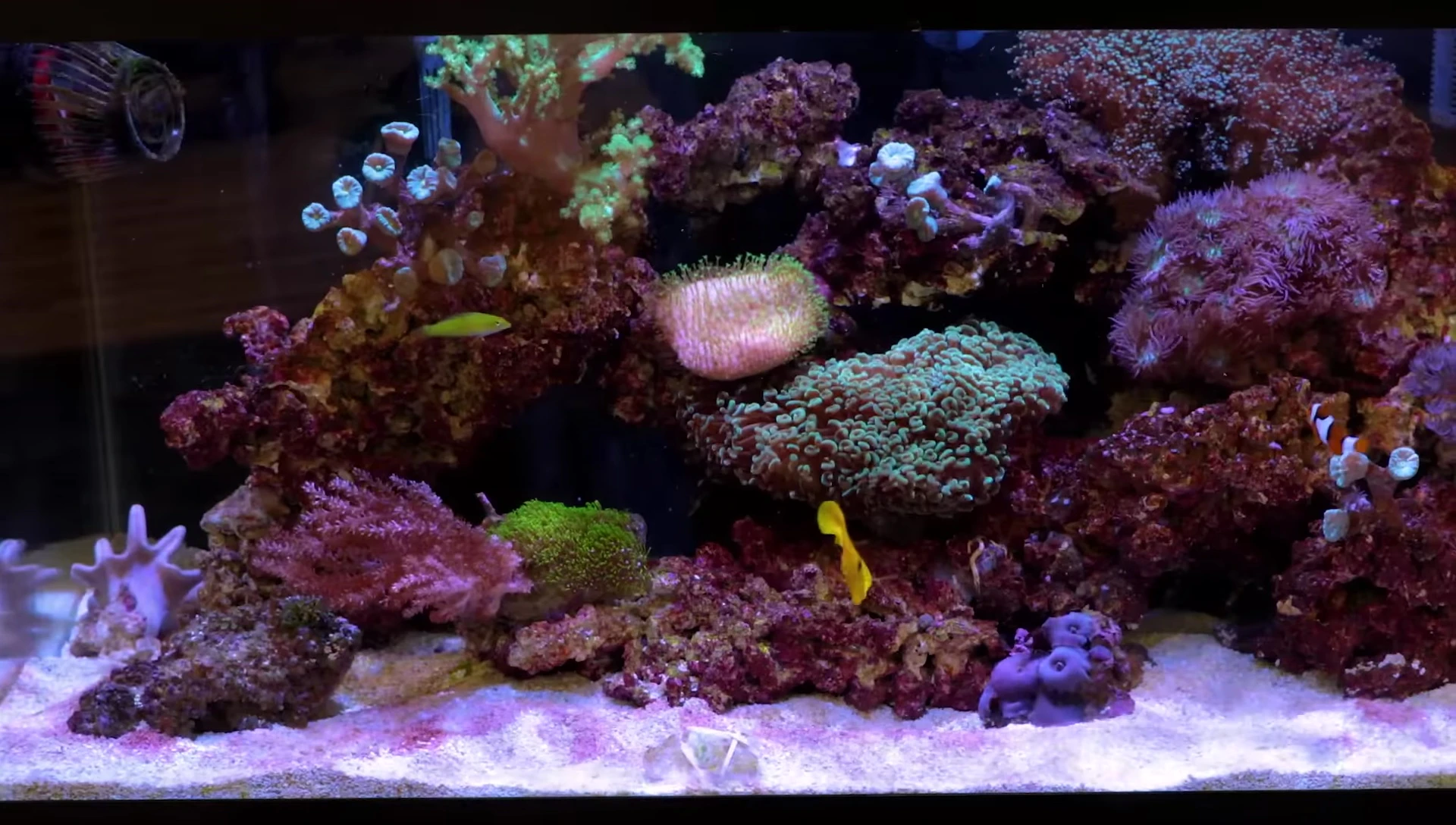 Speaker emphasizing the ease of saltwater tank setup.