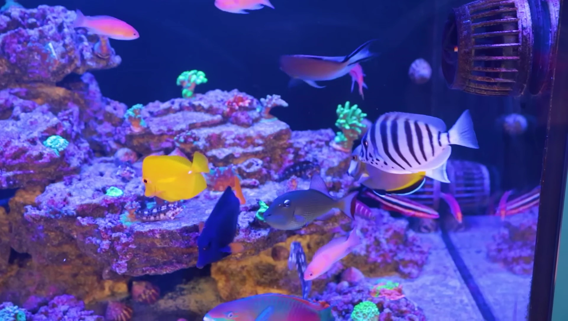Image of a well-stocked fish store.