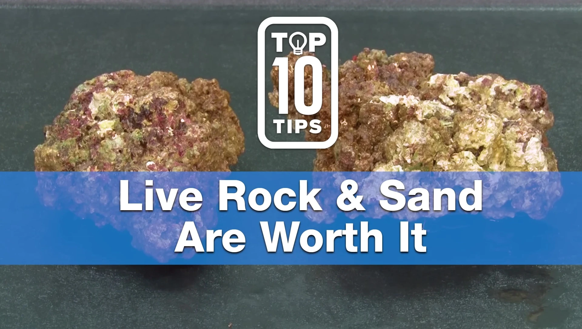 Speakers discussing the benefits of using live rock and sand.