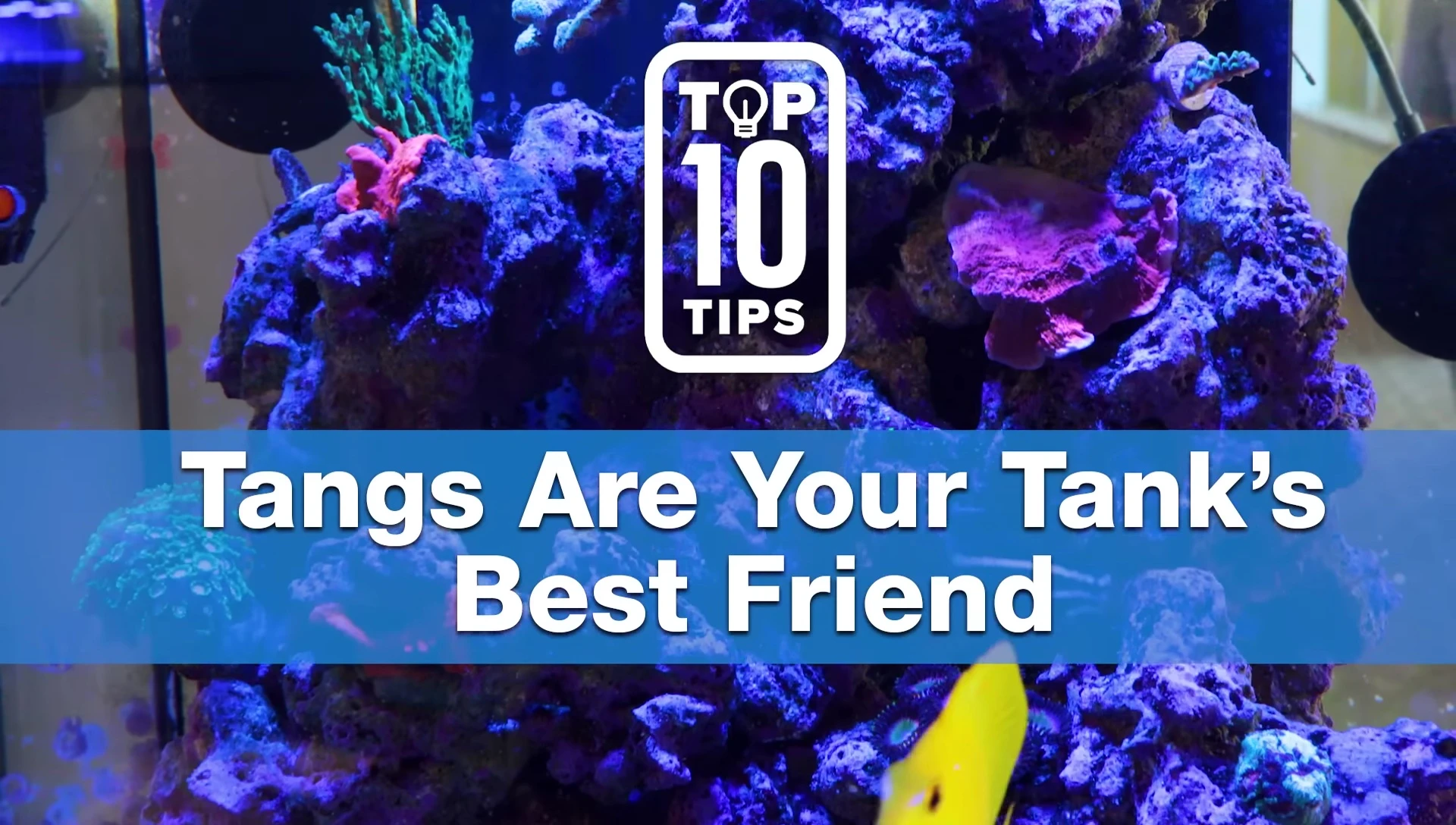 Speakers recommending the use of tangs.
