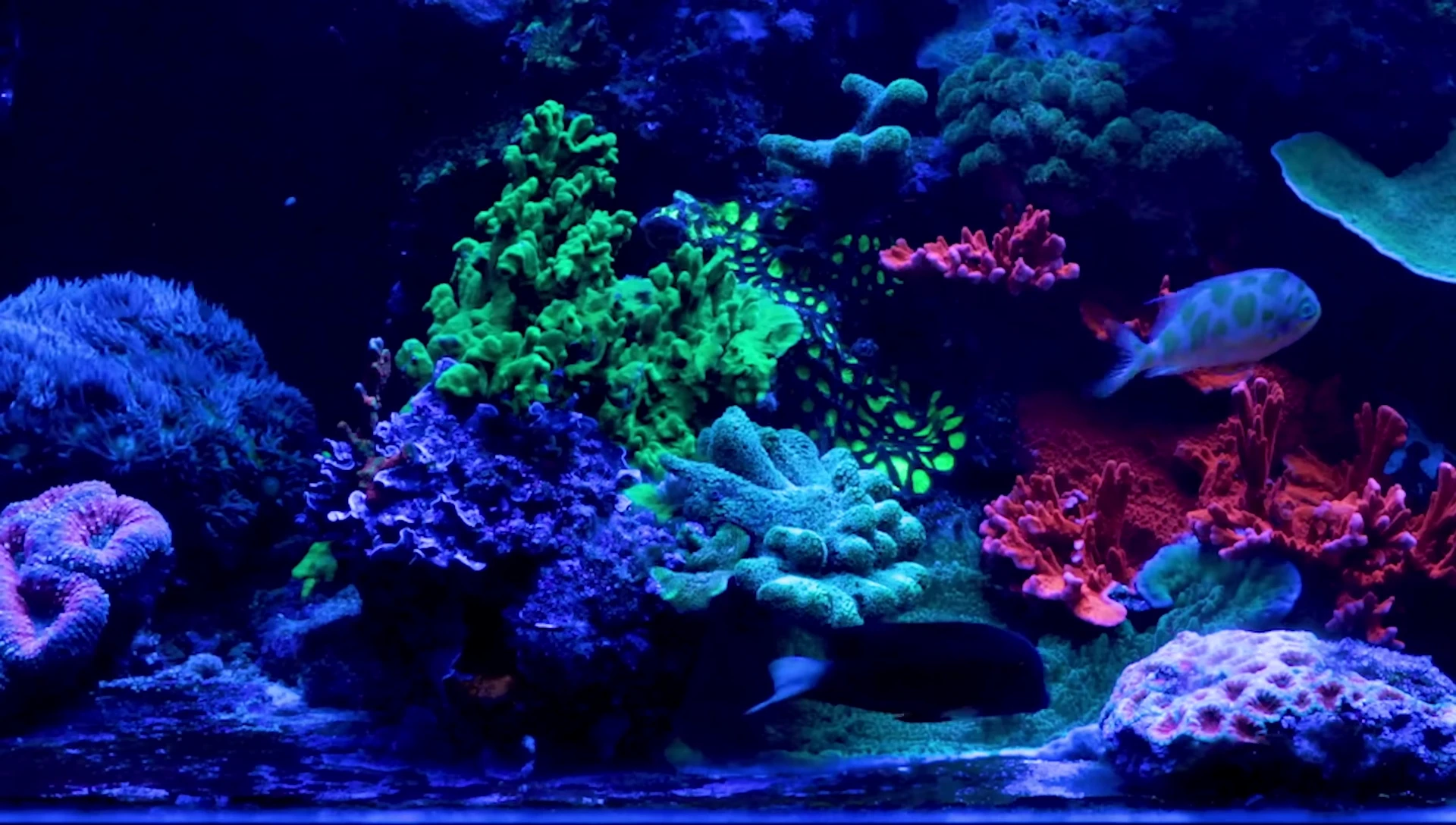 Example of a bristletooth tang.