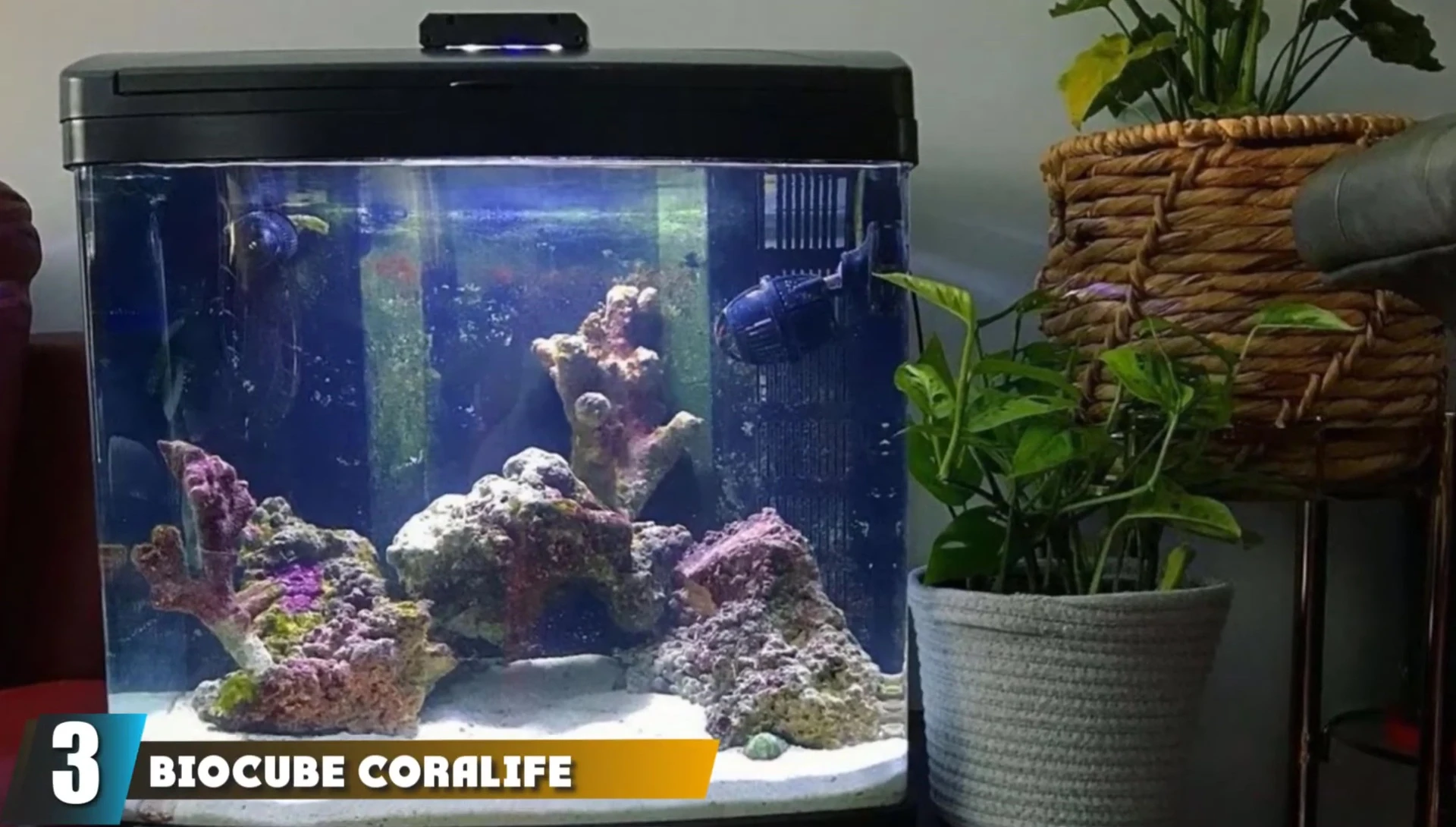 Biocube Core Life Size 32 Aquarium