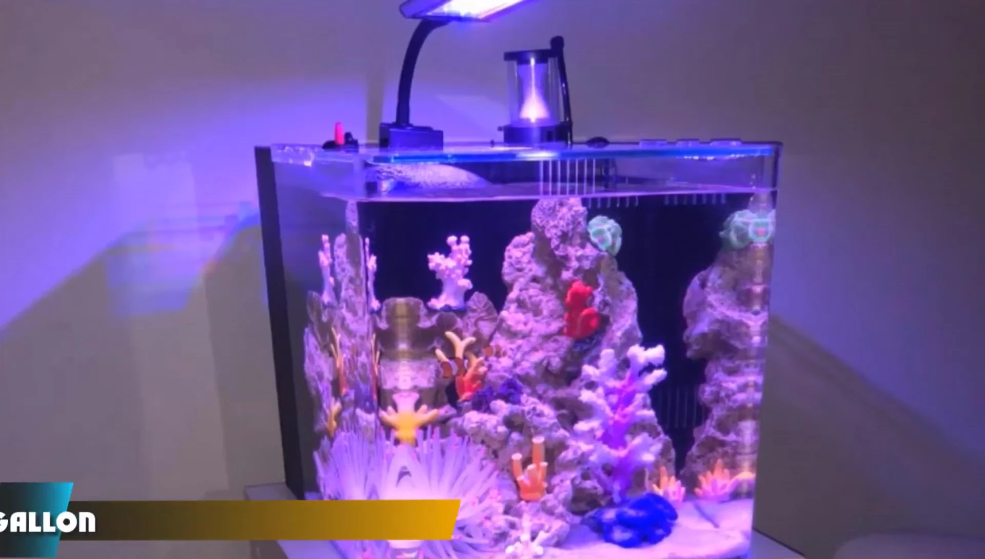 Gankback 8 Gallon Aquarium