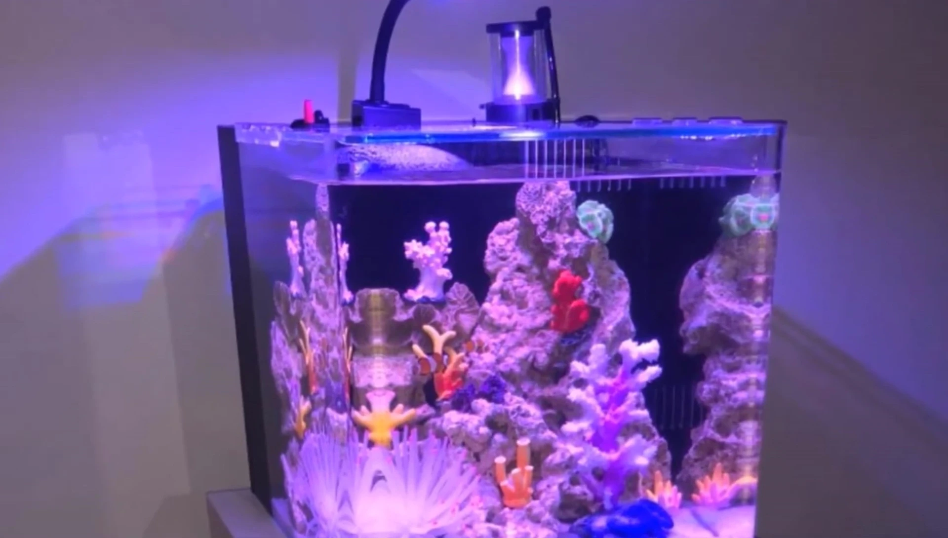 Gankback 8 Gallon Aquarium Design