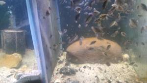 DIY Fry-Proof Aquarium Divider: The Ultimate Guide