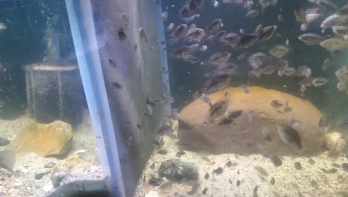 Weight down the excess screening with rocks and bury it with sand.