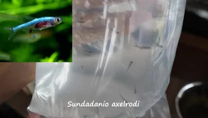 DIY Betta Fish Tank:  Driftwood Aquarium Build