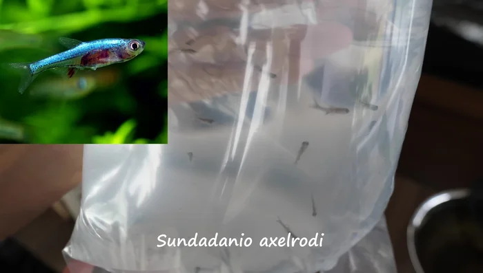 Introduce the betta fish gradually; ensure proper acclimation.