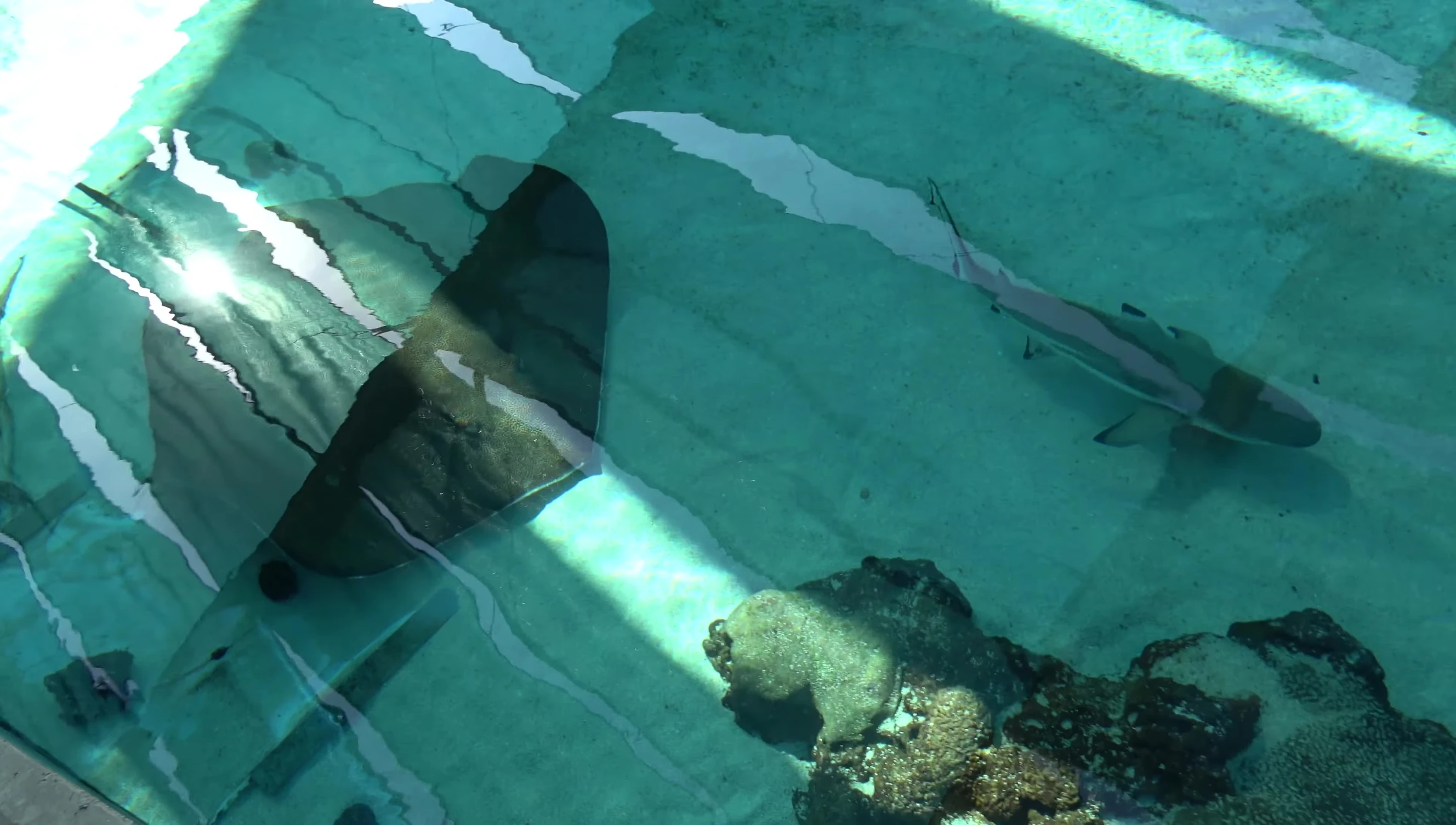Underwater viewing area for larger sharks