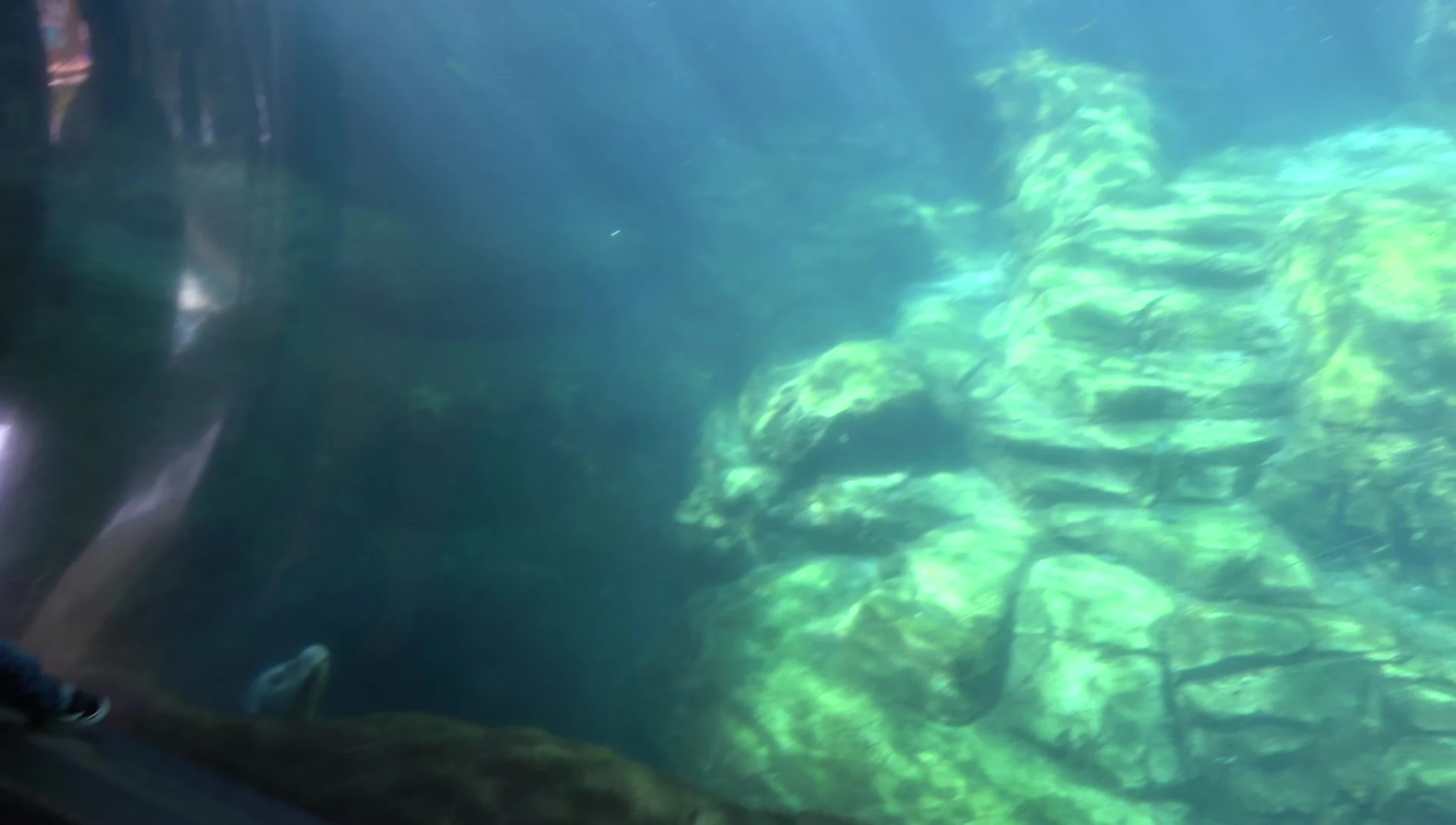 Underwater viewing of seals and sea lions