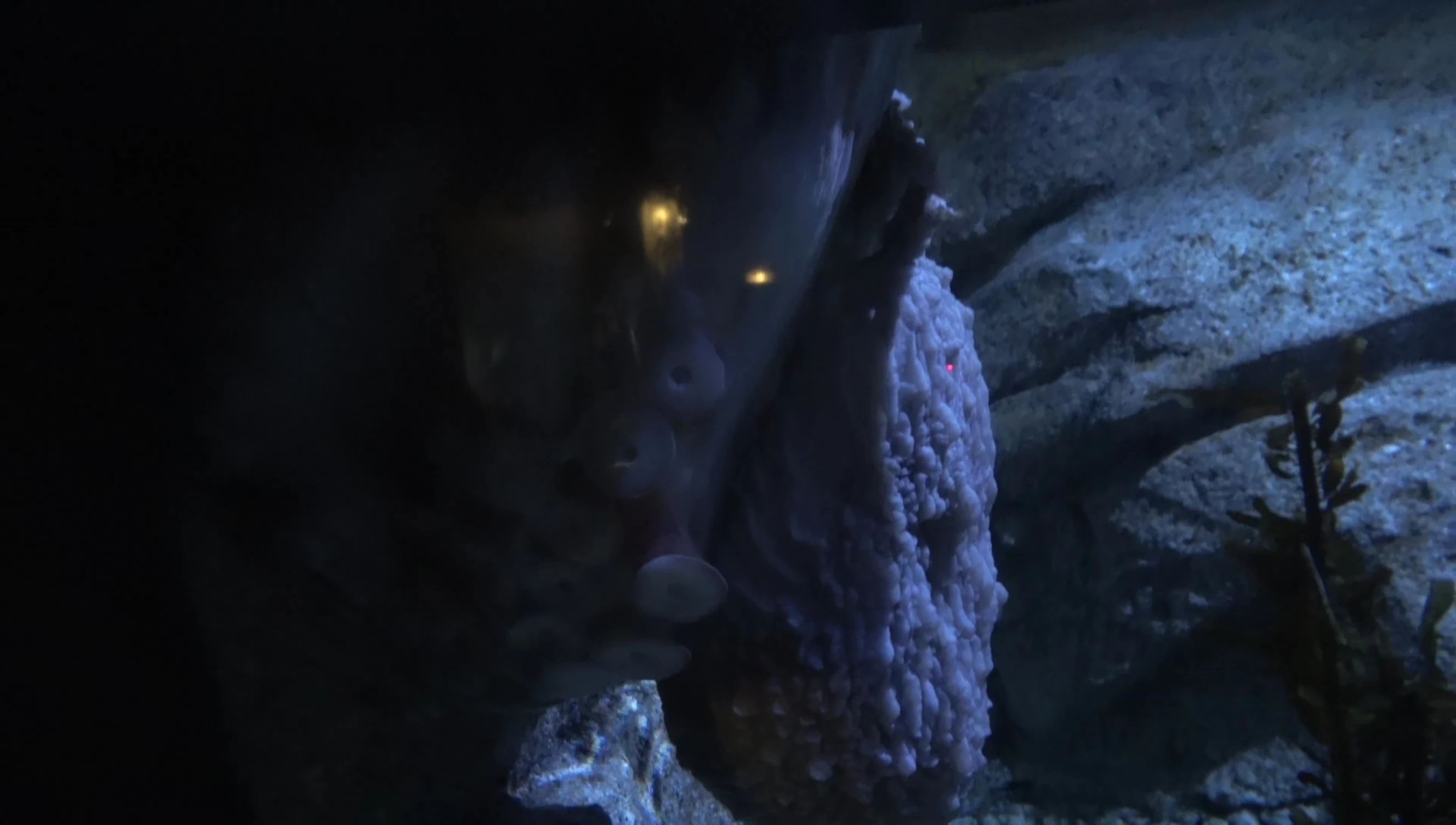Giant Pacific Octopus