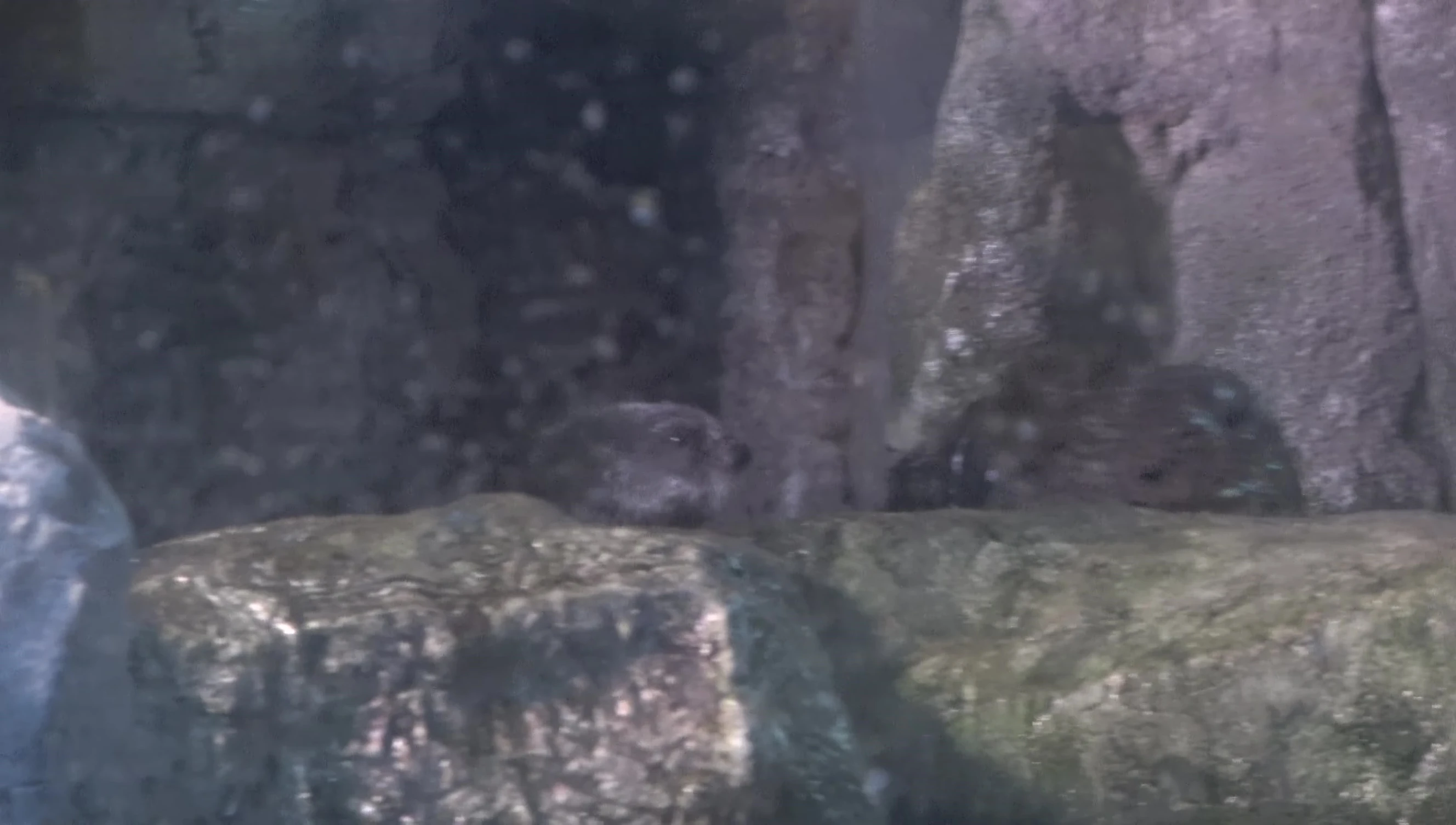 Sea Otter enclosure