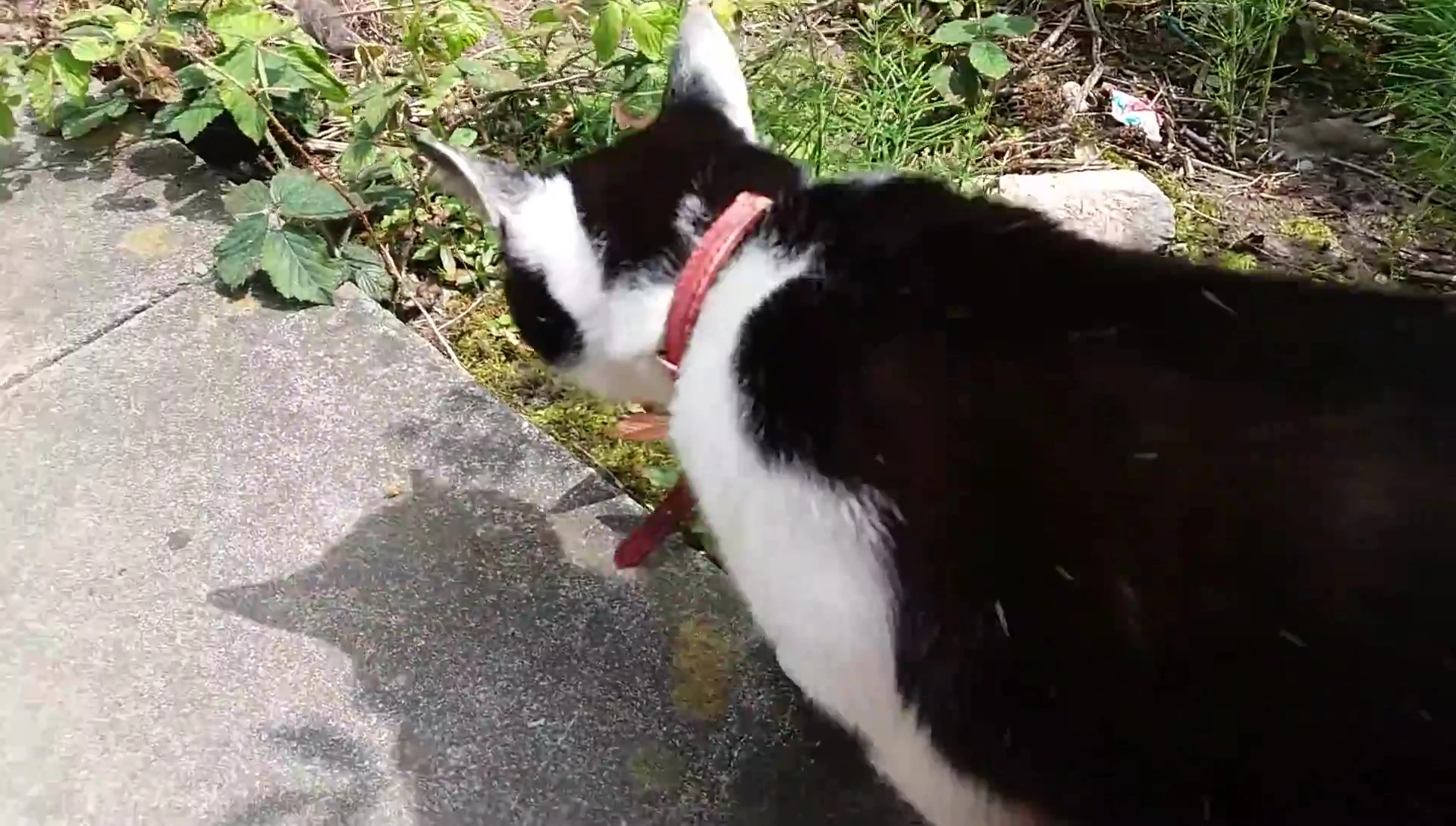 The comb being used on another cat