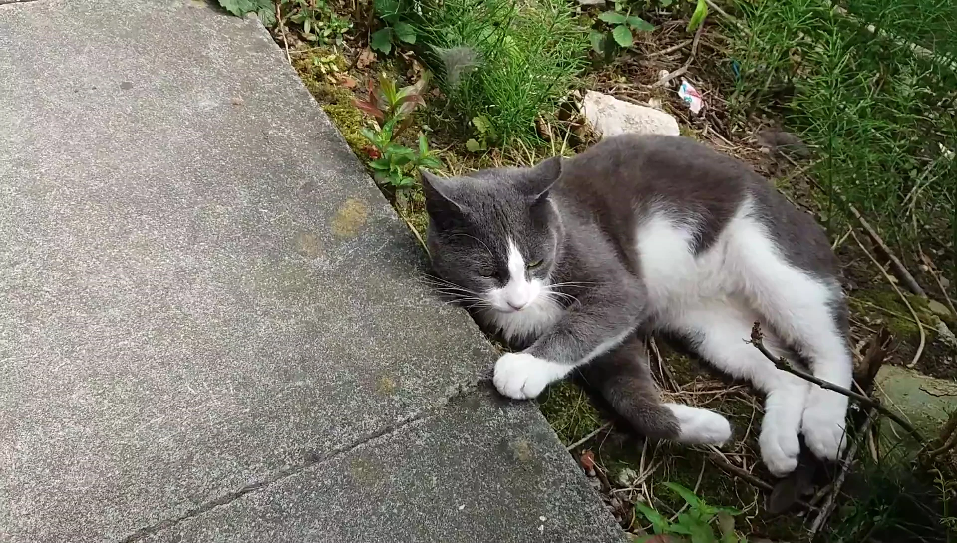 Mog, the semi-feral cat, being introduced