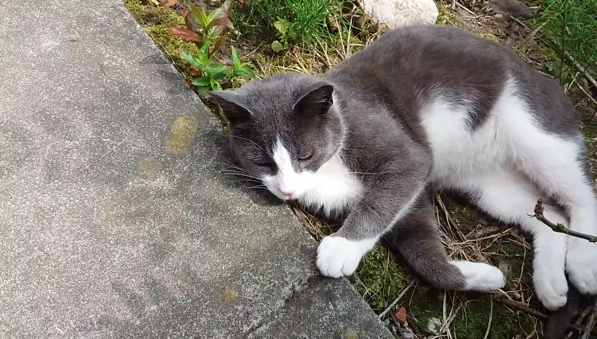 Close-up shot of Mog