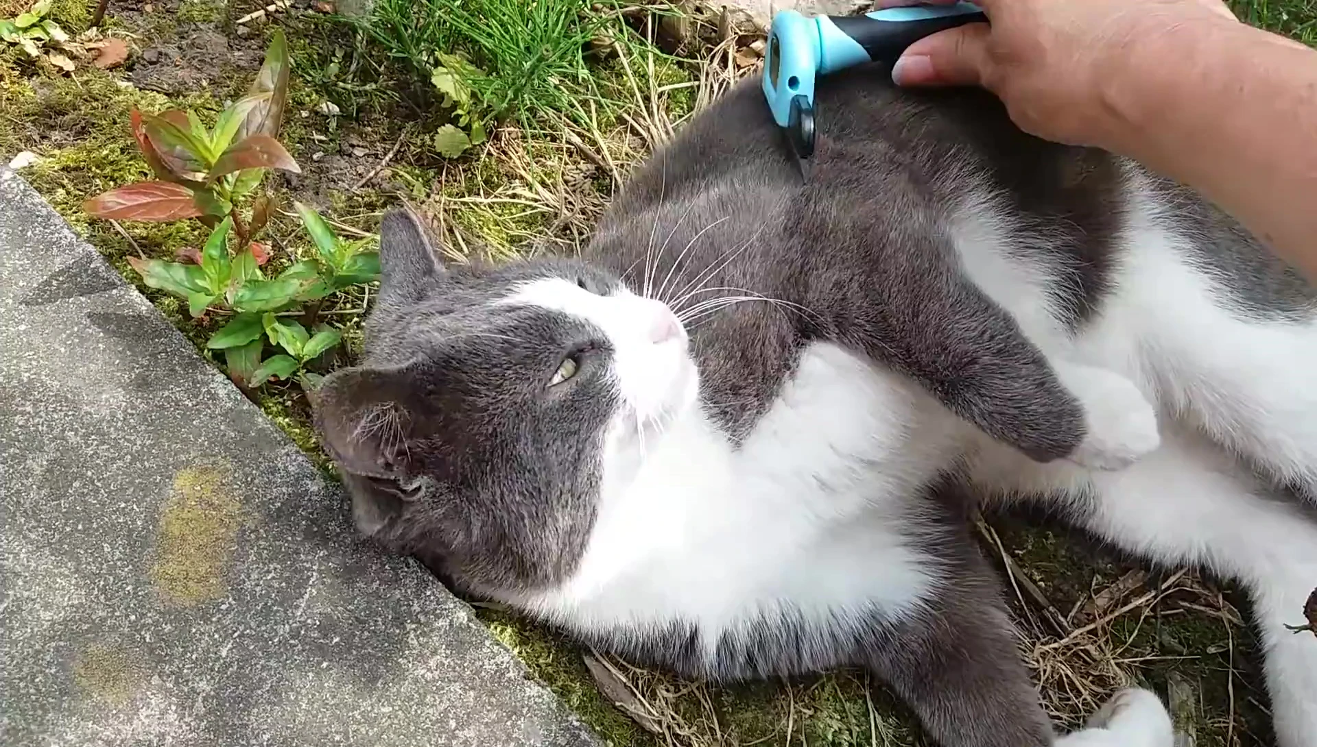 The comb being used on Mog