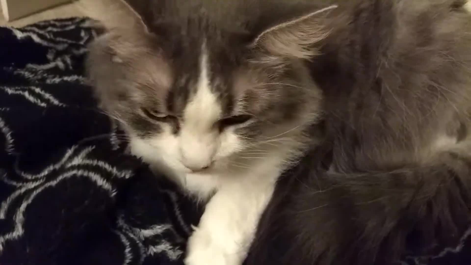 Close-up of Katie the cat with long hair.