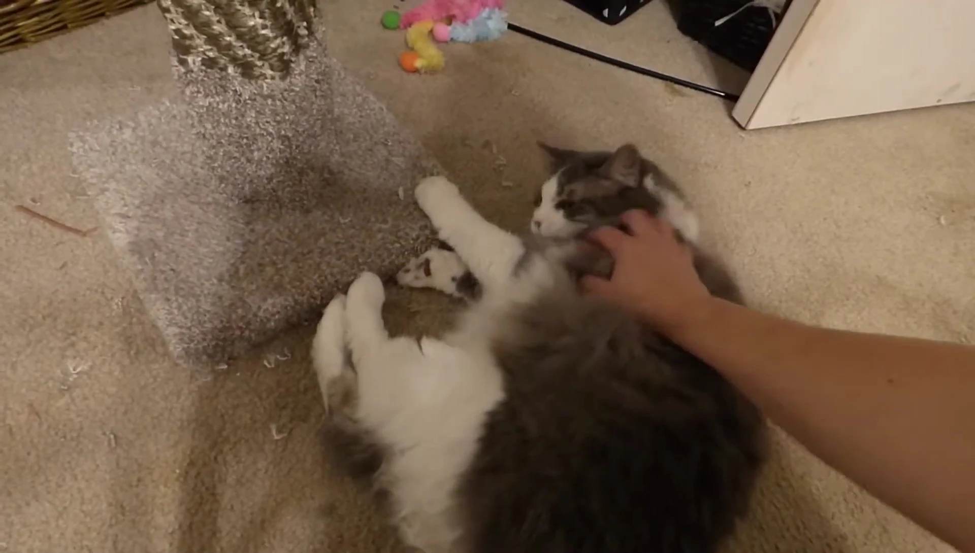 Katie reacting negatively to the grooming.