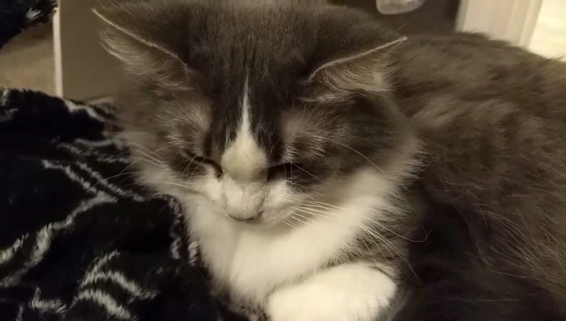 Katie showing a mix of reactions to the grooming.