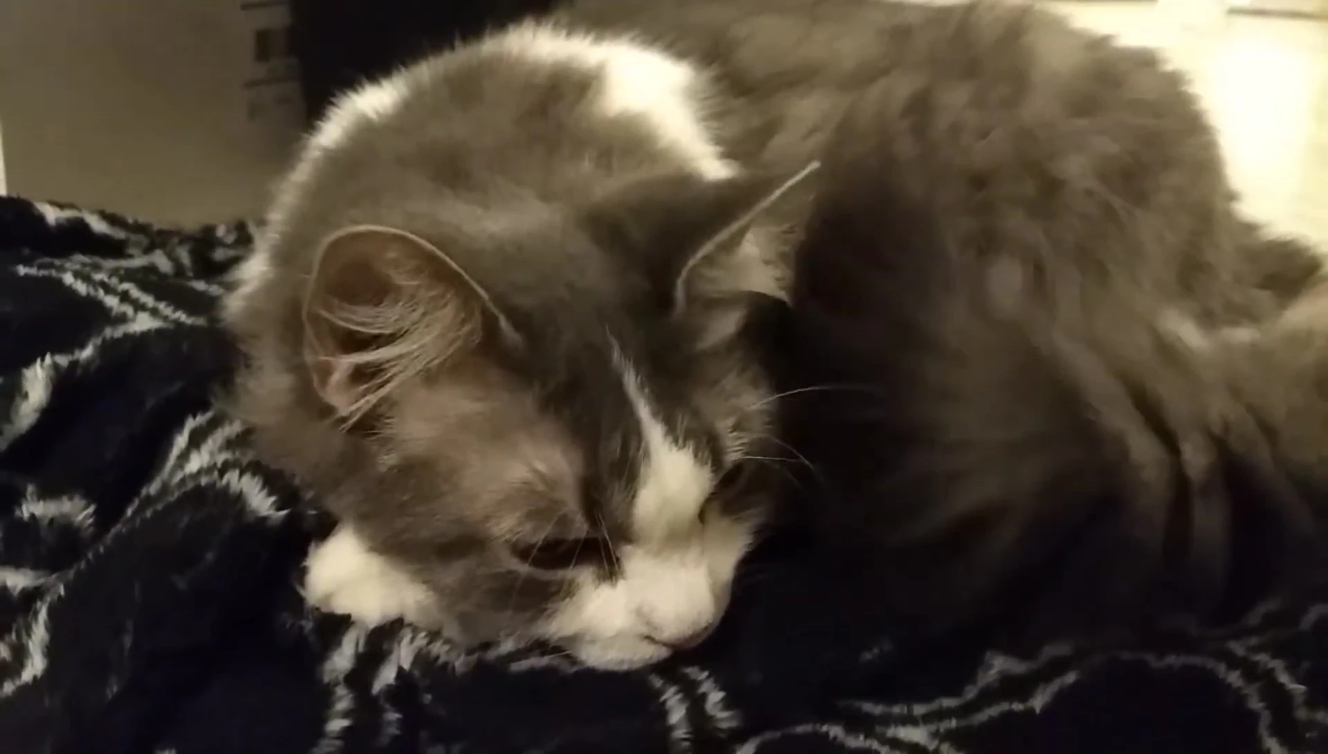 A short-haired cat being groomed with the ShedMonster.