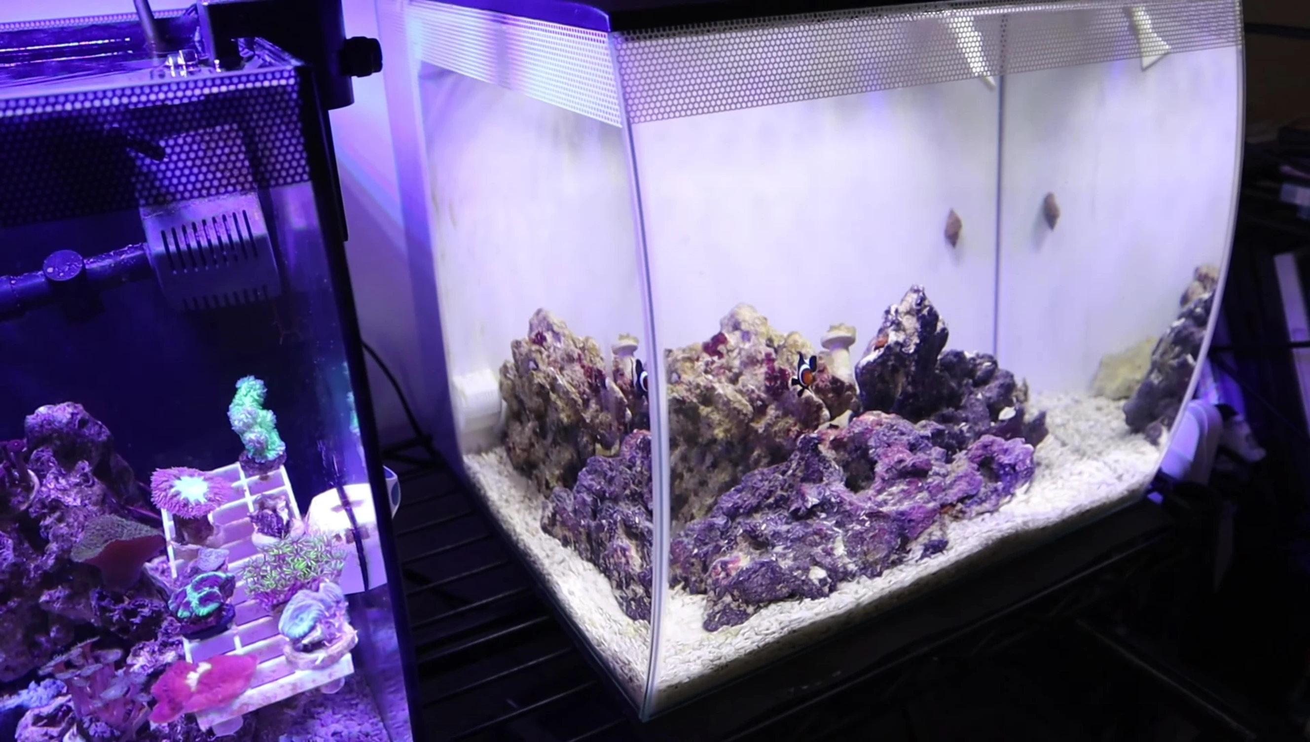 Shot showing the algae streaks in a neighboring tank