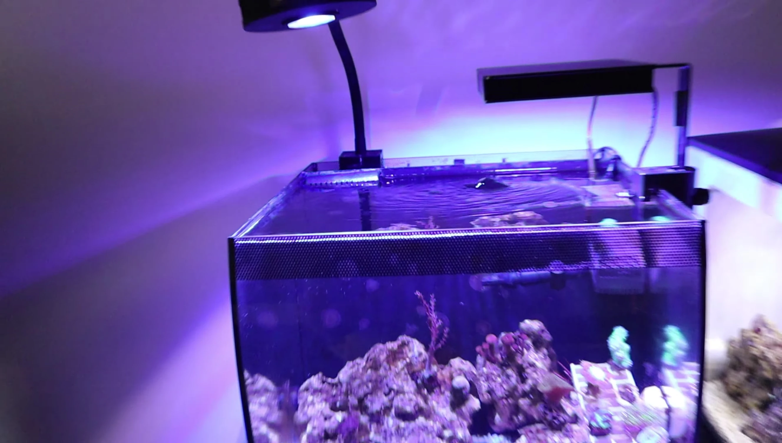 Wide shot of the tank with only the Spectra light
