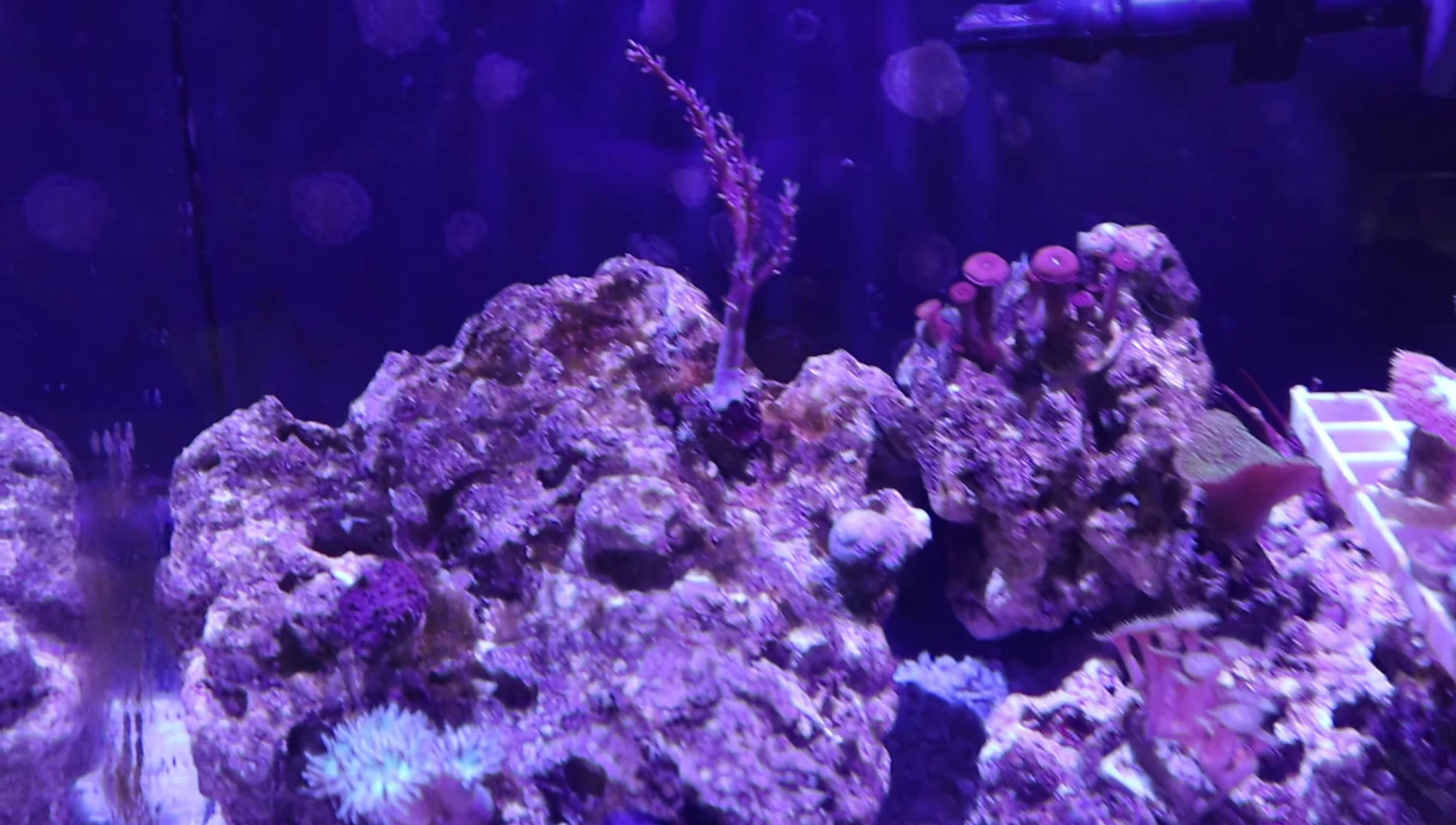 Close-up showing coral growth in the tank