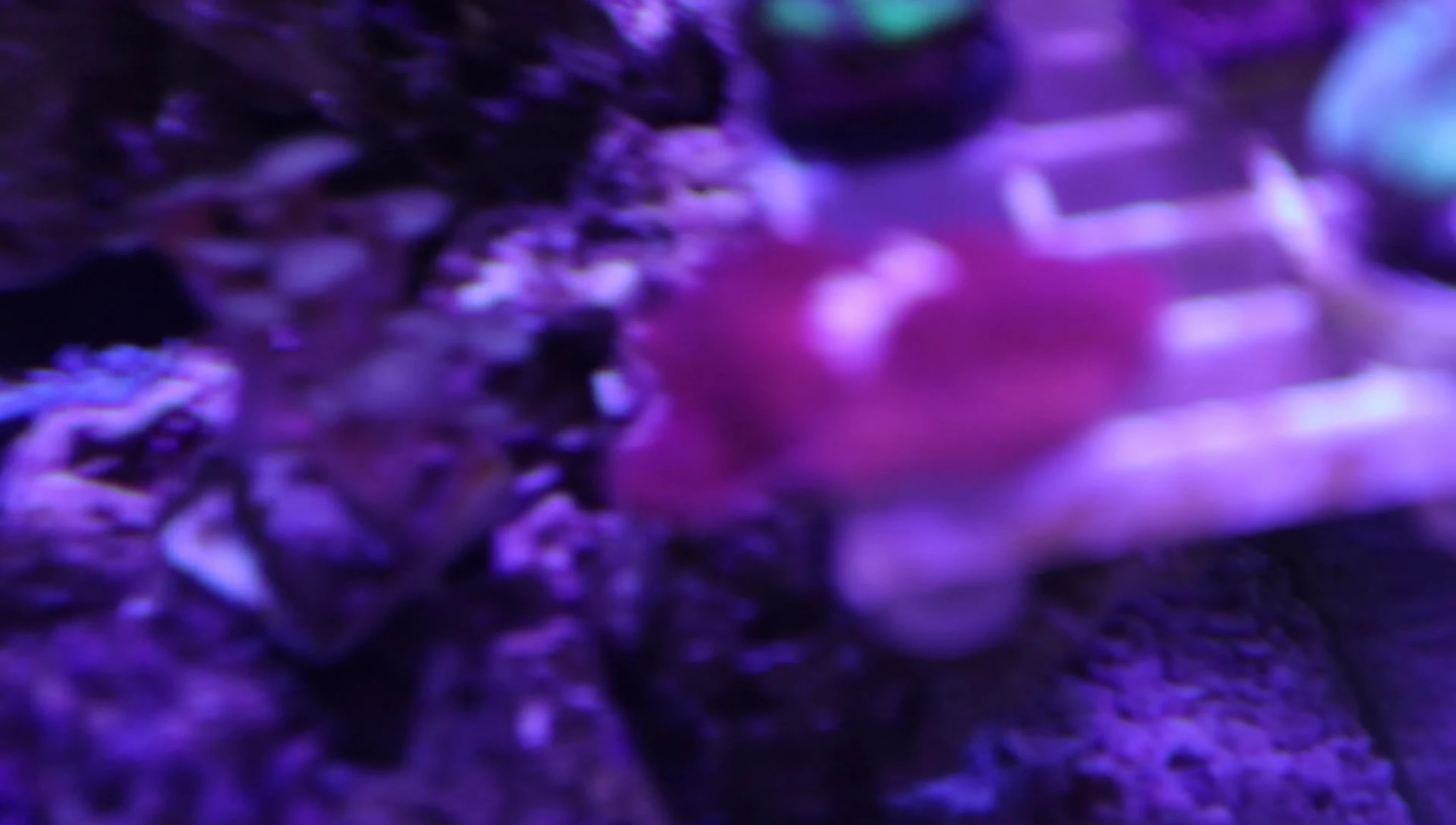 Shot showing the damaged montipora coral