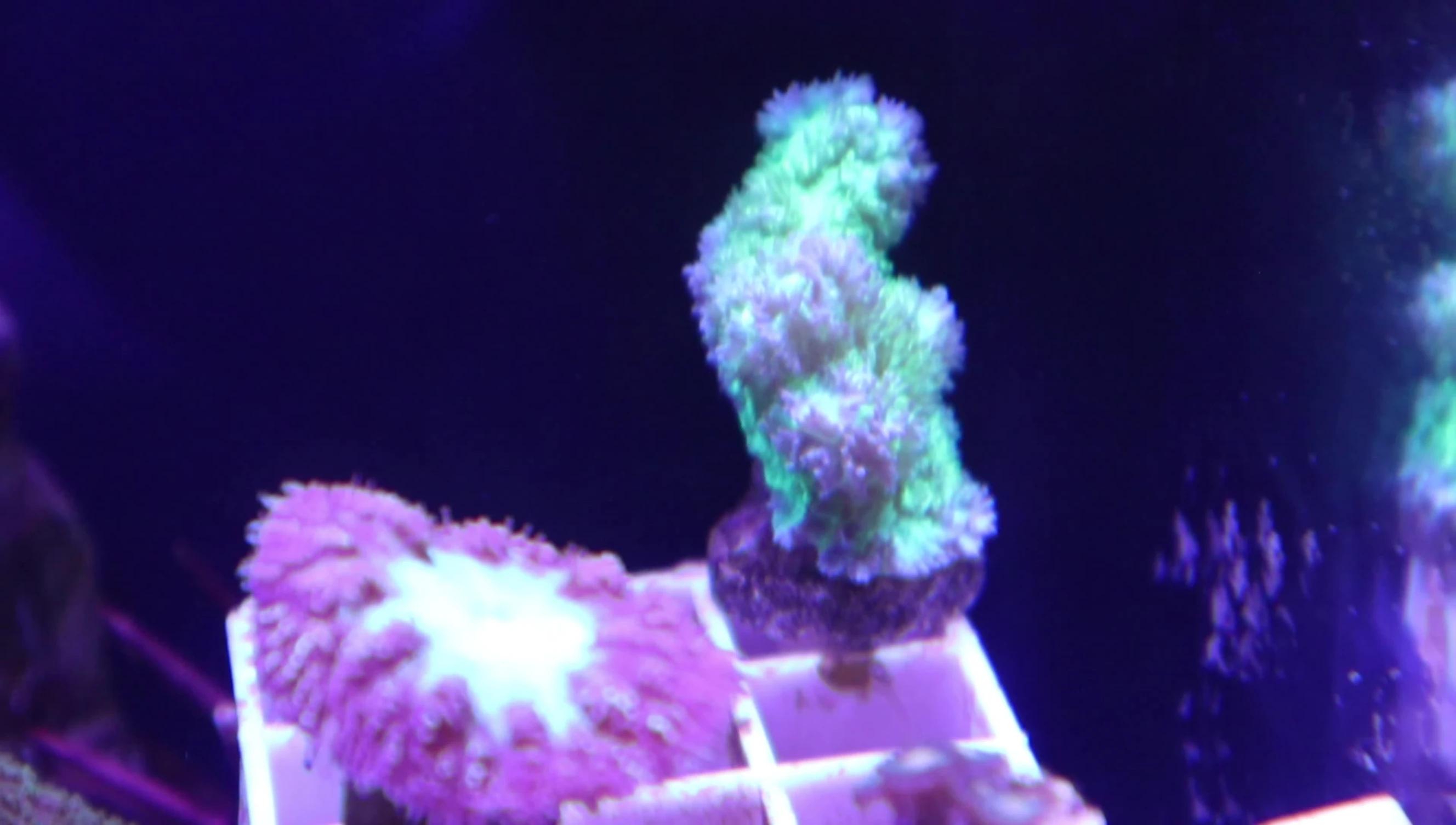 Close-up of the hydenophora coral