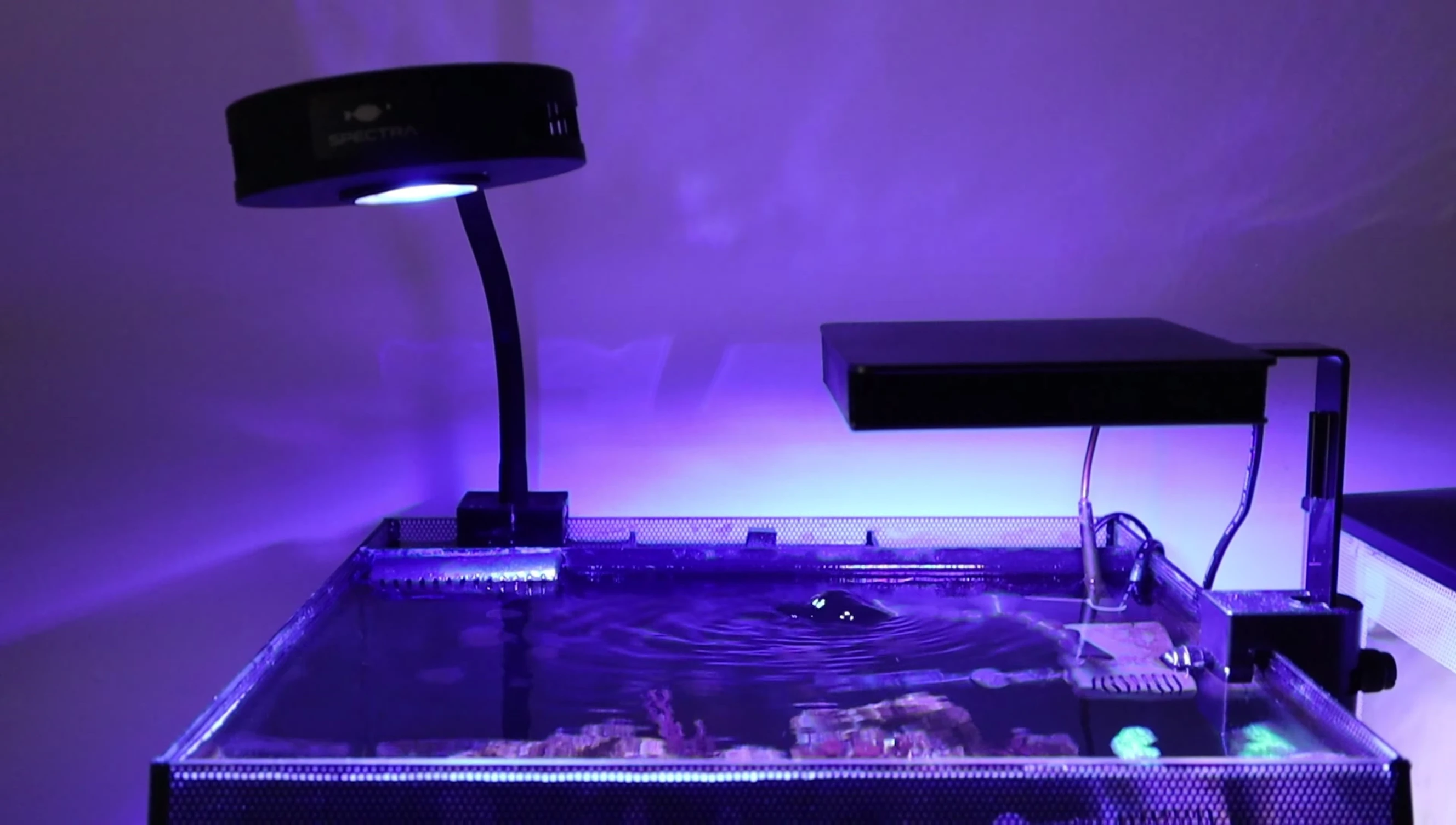 Both lights are shown together in the tank