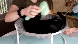 Hipidog Pet Grooming Brush Review: Effective Cat and Dog Grooming