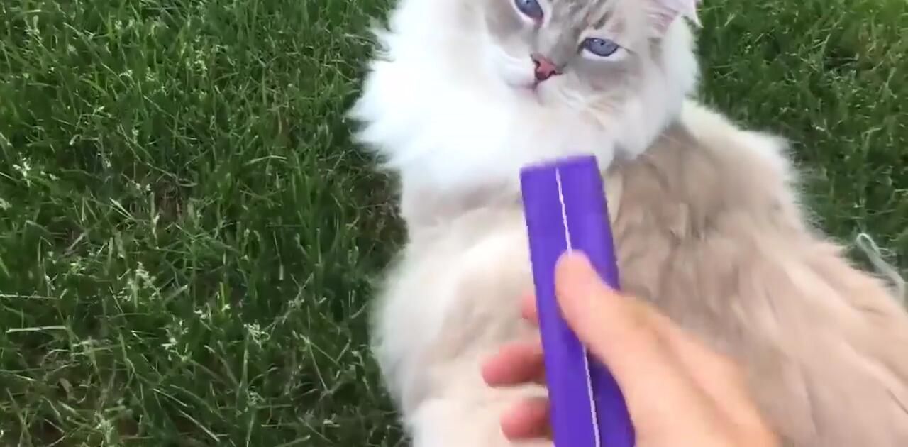 The Equine Groomer brush.