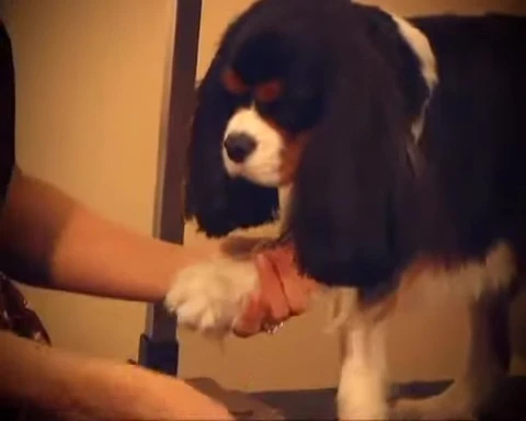 Using shears to trim the paws