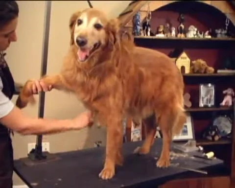 Example of a suitable grooming surface