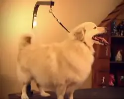 ConairPro Pet Grooming: A Comprehensive Guide to At-Home Grooming