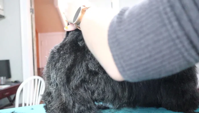 Rear angulation and tail trimming: Scoop off the rear angulation, ensuring a smooth transition from the legs to the body. Trim the tail, aiming for a carrot shape with the base wider than the tip. Keep the back of the tail short.