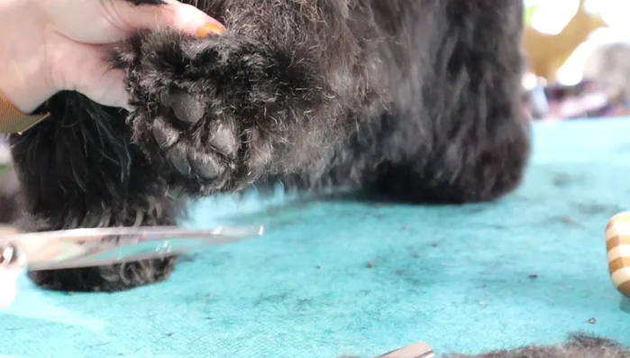 Foot beveling: Round the foot with curved shears, removing hair that extends past the pads. Trim nails before beveling for a cleaner look. Use curved thinners to refine the bevel and remove any harsh lines.