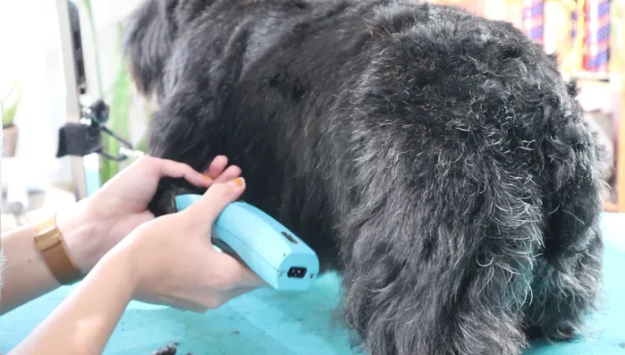 Prep work: Bath, blow dry, sanitary (optional unless requested by owner), nails, and pads.