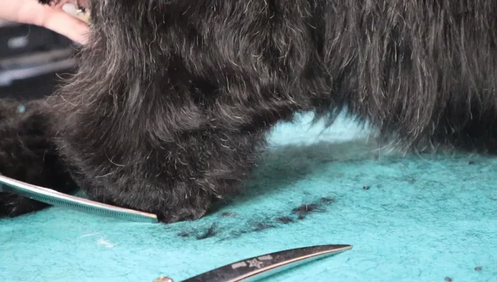 Leg trimming: Trim the inside and outside of the legs, using a light lift to help blend the leg into the body. Be careful not to lift the foot too high when trimming near the knee area.