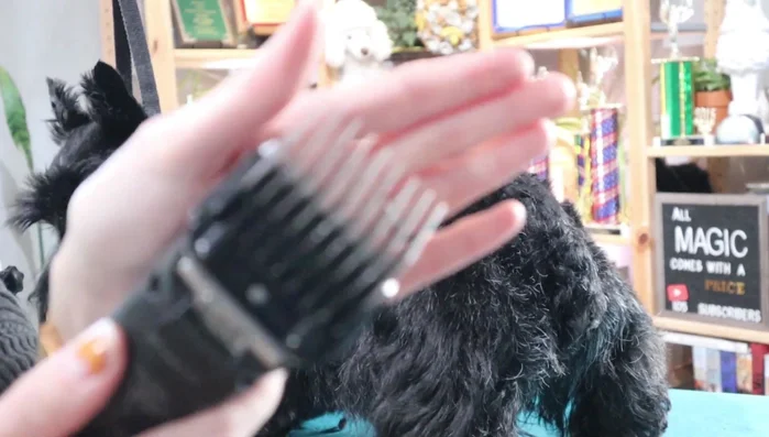 Body clipping: Use a one guard comb (or no shorter than a four guard comb/five blade). Start blend line at the elbow, smoothly blending upwards towards the tail set. Keep the flatwork tight, right up to the ear.