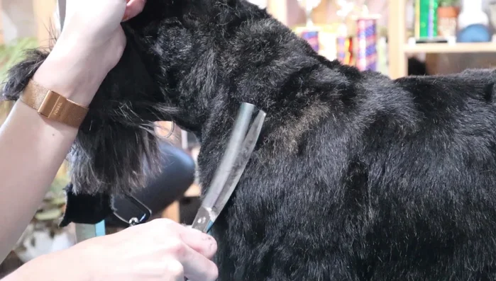 Final touches: Blend clipper lines smoothly, ensuring a seamless transition between short and long hair areas. Comb through and reposition the dog to double-check the lines and make final adjustments.