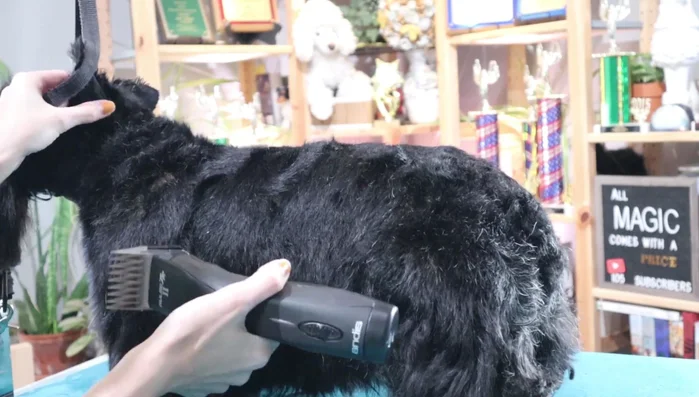 Leg trimming: Trim the inside and outside of the legs, using a light lift to help blend the leg into the body. Be careful not to lift the foot too high when trimming near the knee area.