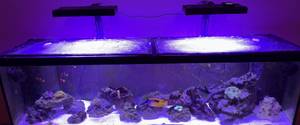 FINNEX Stingray 2.0 Review: A Comprehensive Look at LED Aquarium Lighting